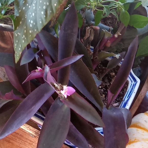 Winter is over  and I need to purge some plants,  10 plant starts, my c… - Picture 8 of 15